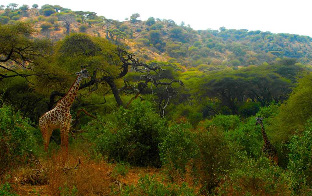 Une girafe dans le parc national du Manyara