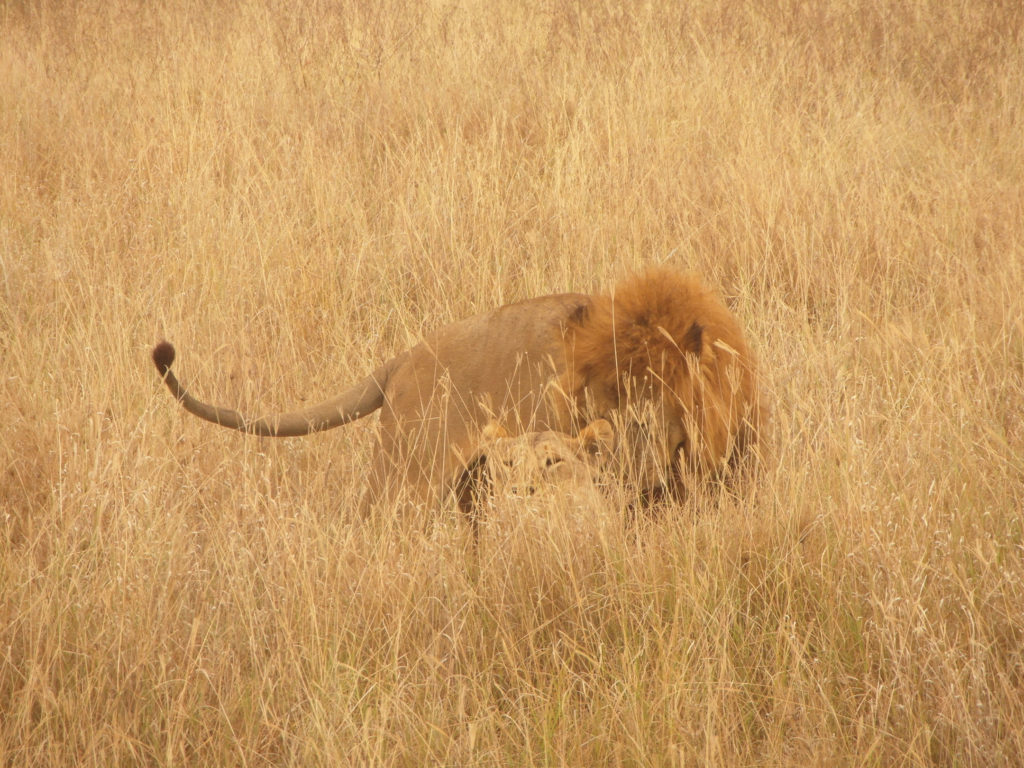 un lion et une lionne dans le parc national du Serengeti