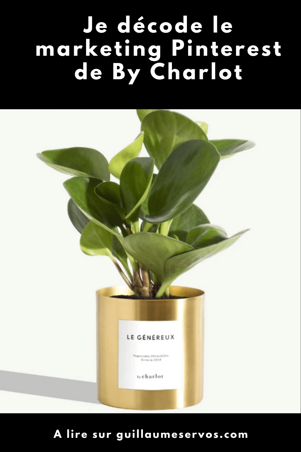 Comment la maison By Charlot utilise Pinterest pour son business ? Je décode le marketing Pinterest de la marque française de plantes d'exception.