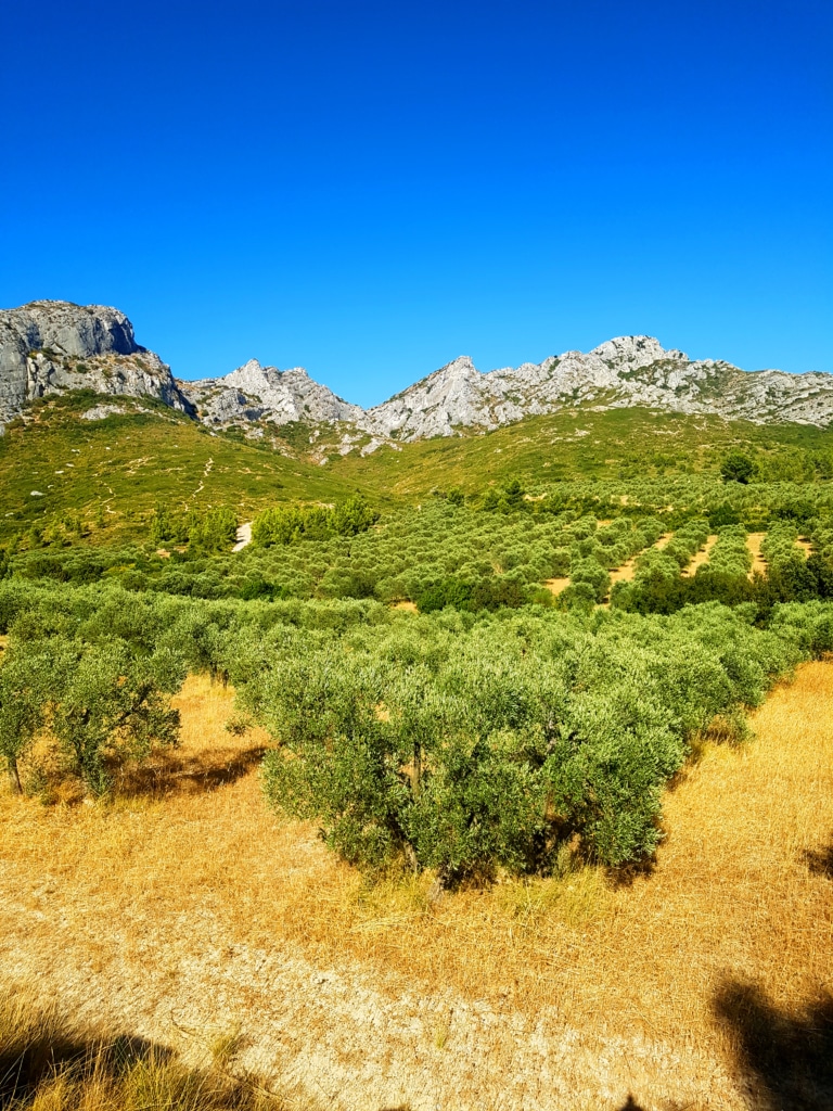 Les champs d'oliviers dans la région d'Eygalières